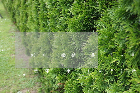 浙江專橙律師事務(wù)所鄭騎鋒(浙江專橙律師事務(wù)所鄭騎鋒)