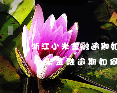 浙江小米金融逾期如何協(xié)商(浙江小米金融逾期如何協(xié)商)