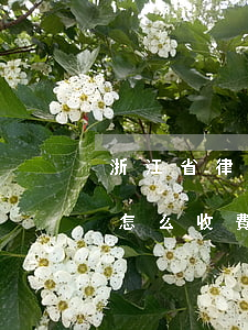 浙江省律師怎么收費(fèi)(浙江省律師怎么收費(fèi))