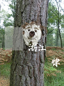 浙江綠銀律師事務(wù)所催款起訴(浙江綠銀律師事務(wù)所電話號碼)