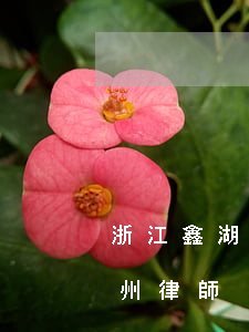 浙江鑫湖律師事務(wù)所怎么樣(浙江湖州律師)