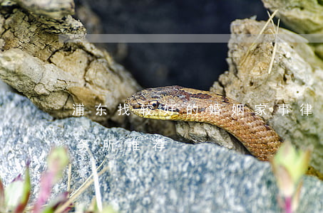 浦东找较好的婚姻家事律师(上海婚姻律师事务所推荐)