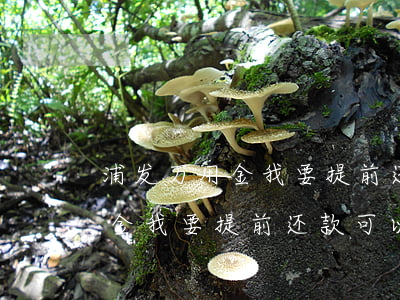 浦发万用金我要提前还款可以吗-浦发万用金我要提前还款可以吗是真的吗