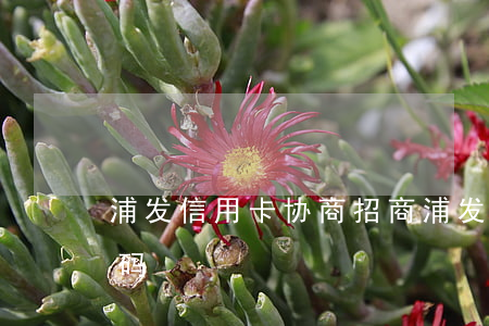浦发信用卡协商招商(浦发协商还款打哪个号码)