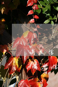 浦发信用卡协商还款逾期了还可以协商吗?-浦发信用卡协商还款逾期了还可以协商吗