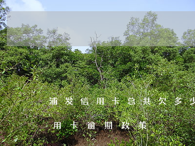 浦发信用卡总共欠多少-2020年浦发信用卡逾期政策