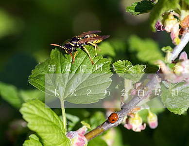 浦发信用卡欠2万会自动扣钱吗-浦发信用卡欠2万会自动扣钱吗怎么办