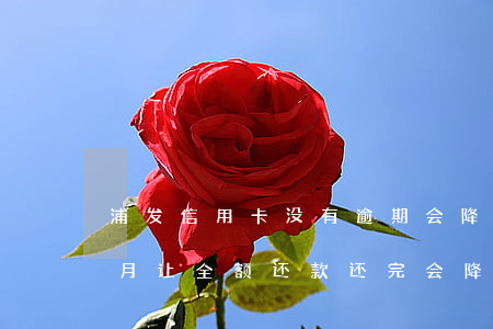 浦发信用卡没有逾期会降额吗(浦发逾期一个月让全额还款还完会降额么)