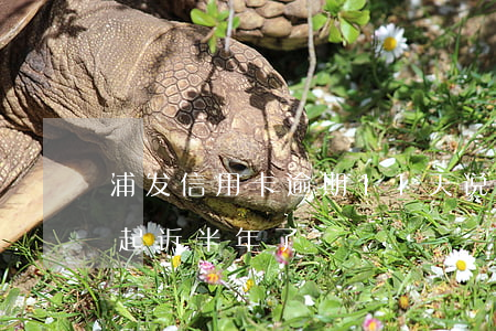浦发信用卡逾期11天说起诉我-浦发银行起诉半年了