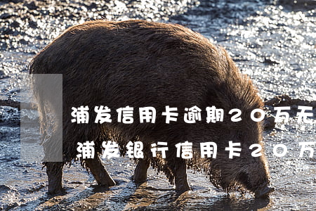浦发信用卡逾期20万无力偿还会坐牢吗-浦发银行信用卡20万逾期一年说通过法律程序追讨