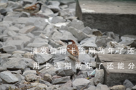 浦发信用卡逾期两年了还能分期吗-浦发信用卡逾期两年了还能分期吗怎么办