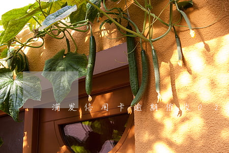浦发信用卡逾期催收021