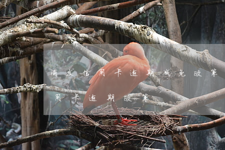 浦发信用卡逾期减免政策 2020年浦发信用卡逾期政策