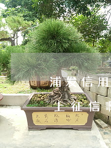 浦发信用卡逾期快一年(浦发信用卡逾期几天上征信啊)