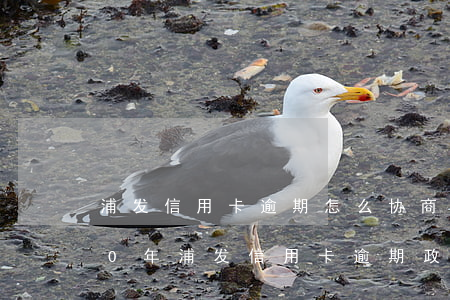 浦发信用卡逾期怎么协商处理最好-2020年浦发信用卡逾期政策