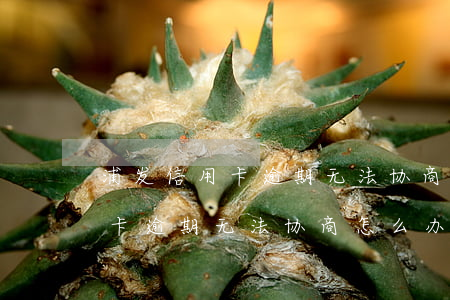 浦发信用卡逾期无法协商怎么办-浦发信用卡逾期无法协商怎么办呢