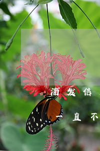 浦发信用卡逾期款还不上怎办 浦发逾期2年,一直不催我还钱是什么情况