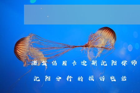 浦发信用卡逾期沈阳律师找到你-浦发银行沈阳分行的投诉电话