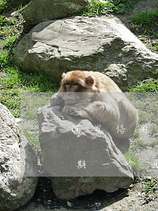 浦发信用卡逾期特大减免政策-浦发银行逾期一个月还最低额度卡不能用了
