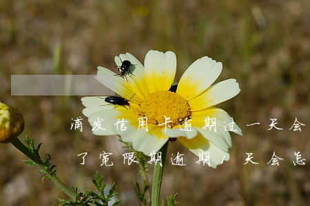 浦发信用卡逾期过一天会影响么(浦发银行过了宽限期逾期1天会怎么样)