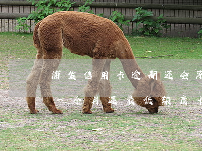 浦发信用卡逾期还会涨额度嘛(浦发银行逾期一个月还最低额度卡不能用了)