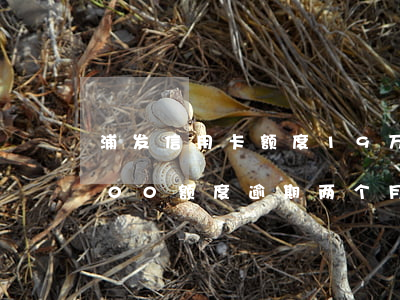 浦发信用卡额度19万逾期(浦发信用卡2000额度逾期两个月了会怎么样)