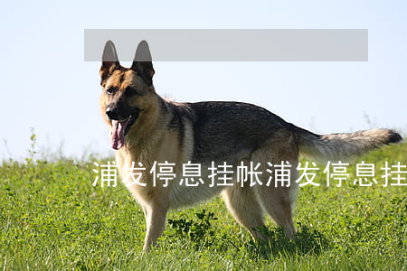 浦发停息挂帐（浦发停息挂账6万多）