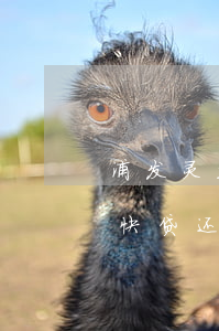 浦发灵芝快贷还款怎么手动还款-浦发灵芝快贷还款怎么手动还款啊