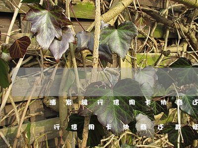浦发银行信用卡协商还款征信止付-浦发银行信用卡协商还款征信止付吗