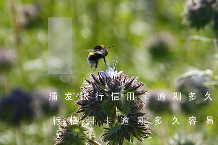 浦发银行信用卡逾期多久容易起诉-浦发银行信用卡逾期多久容易起诉呢