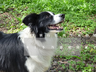浦发银行信用卡逾期被起诉后费用(浦发信用卡15万逾期报案了会怎样处罚)