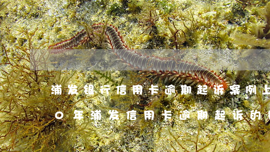 浦发银行信用卡逾期起诉案例上海-2020年浦发信用卡逾期起诉的概率大吗