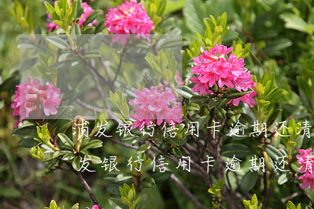 浦发银行信用卡逾期还清了没有额度了-浦发银行信用卡逾期还清了没有额度了怎么办