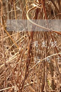 浦发银行信用卡逾期还能办理吗-浦发银行信用卡逾期还能办理吗现在