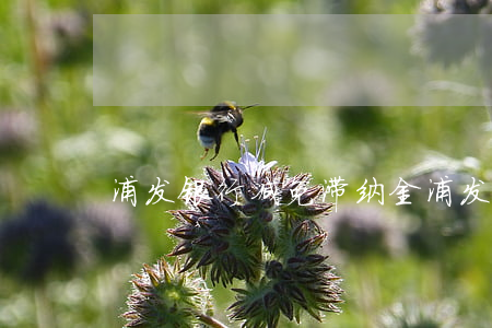 浦发银行减免滞纳金(浦发银行减免正规流程)