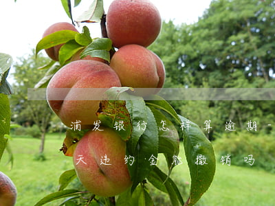 浦发银行怎样算逾期-浦发银行逾期还款几天违约金能撤销吗