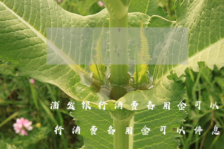 浦发银行消费备用金可以停息挂账-浦发银行消费备用金可以停息挂账吗