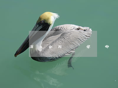 浦口合同糾紛律師哪個好