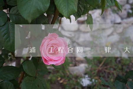 浦東工程合同糾紛律師大概多少錢