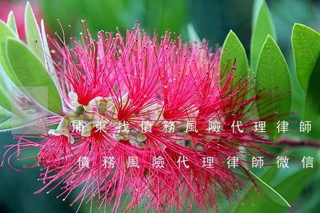 浦東找債務風險代理律師微信咨詢-浦東找債務風險代理律師微信咨詢電話