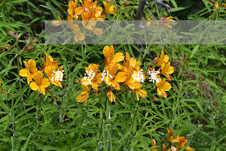 浦東涉外離婚案