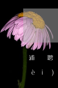浦東聘請(qǐng)婚姻家庭律師費(fèi)用多少(請(qǐng)婚姻律師費(fèi)用一般是多少錢(qián))