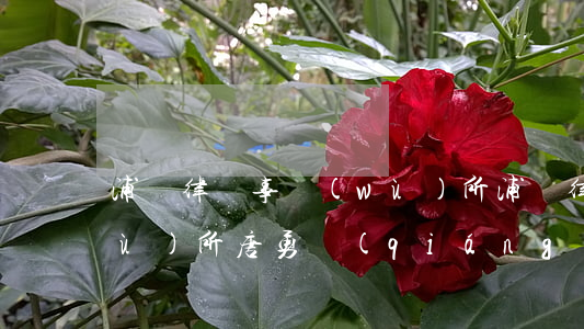 浦棟律師事務(wù)所(浦棟律師事務(wù)所唐勇強(qiáng))