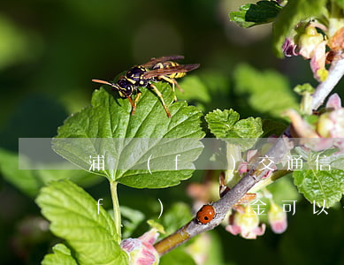 浦發(fā)交通信用卡不還違約金(浦發(fā)違約金可以去掉嗎)