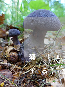 浦發(fā)信用卡3天逾期怎么辦（浦發(fā)信用卡3天逾期）