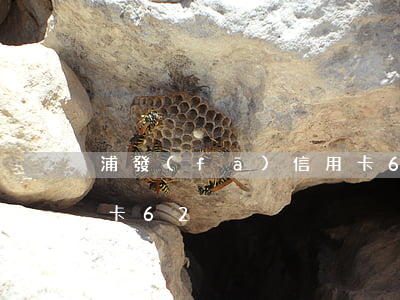 浦發(fā)信用卡62(浦發(fā)信用卡62)
