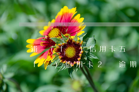 浦發(fā)信用卡五萬逾期三個月(浦發(fā)信用卡2萬逾期3個月上門是真的嗎)