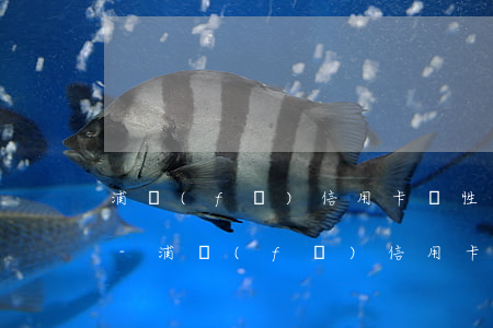浦發(fā)信用卡個性化分期打哪個電話-浦發(fā)信用卡個性化分期打哪個電話投訴