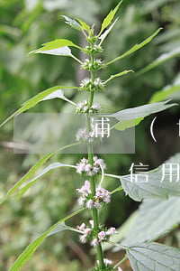 浦發(fā)信用卡分期免息-浦發(fā)信用卡分期免息買手機(jī)