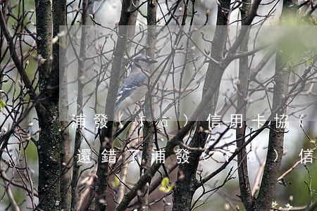 浦發(fā)信用卡協(xié)商還款后還錯了(浦發(fā)信用卡協(xié)商還款后還錯了)